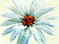 bicer Bead Marguerite